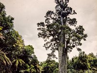 Historic Forestry Totara